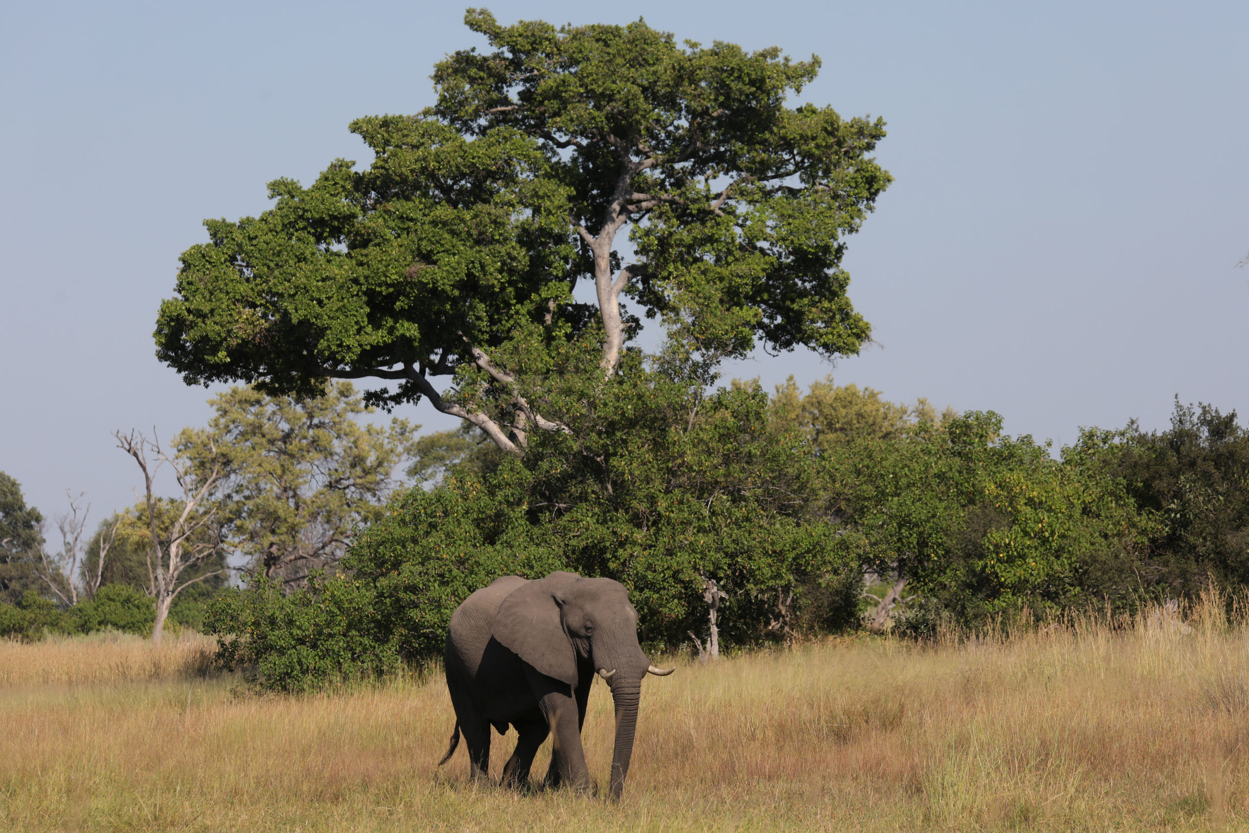 Au Botswana, des éléphants décimés par une toxine mortelle